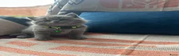 British Shorthair cats for sale: 🏆💫GCCF REGISTERED CHUNKY KITTIES💫🏆 - Advert 23
