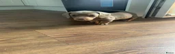 Miniature Dachshund dogs for sale: 🌟 Beautiful Miniature Dachshund Puppies 🌟 - Advert 8