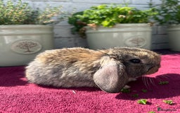 Mini Lop rabbits for sale: Mini Lop Baby Rabbits/Bunnies  - Image 2