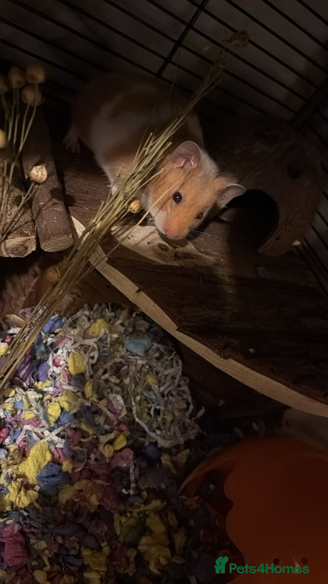 Hamster rodents for sale: Syrian Hamster - Advert 4