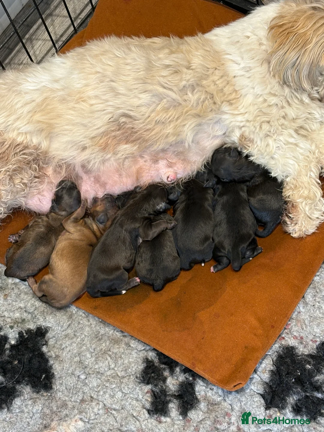 Shihpoo dogs for sale: Shihpoo f1 puppies  🩷🩷 - Advert 8