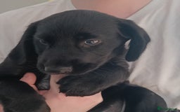 Mixed Breed dogs for sale: Puppies - Image 5