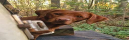 Labrador Retriever dogs for sale: Fox Red Labrador Puppies - Advert 2