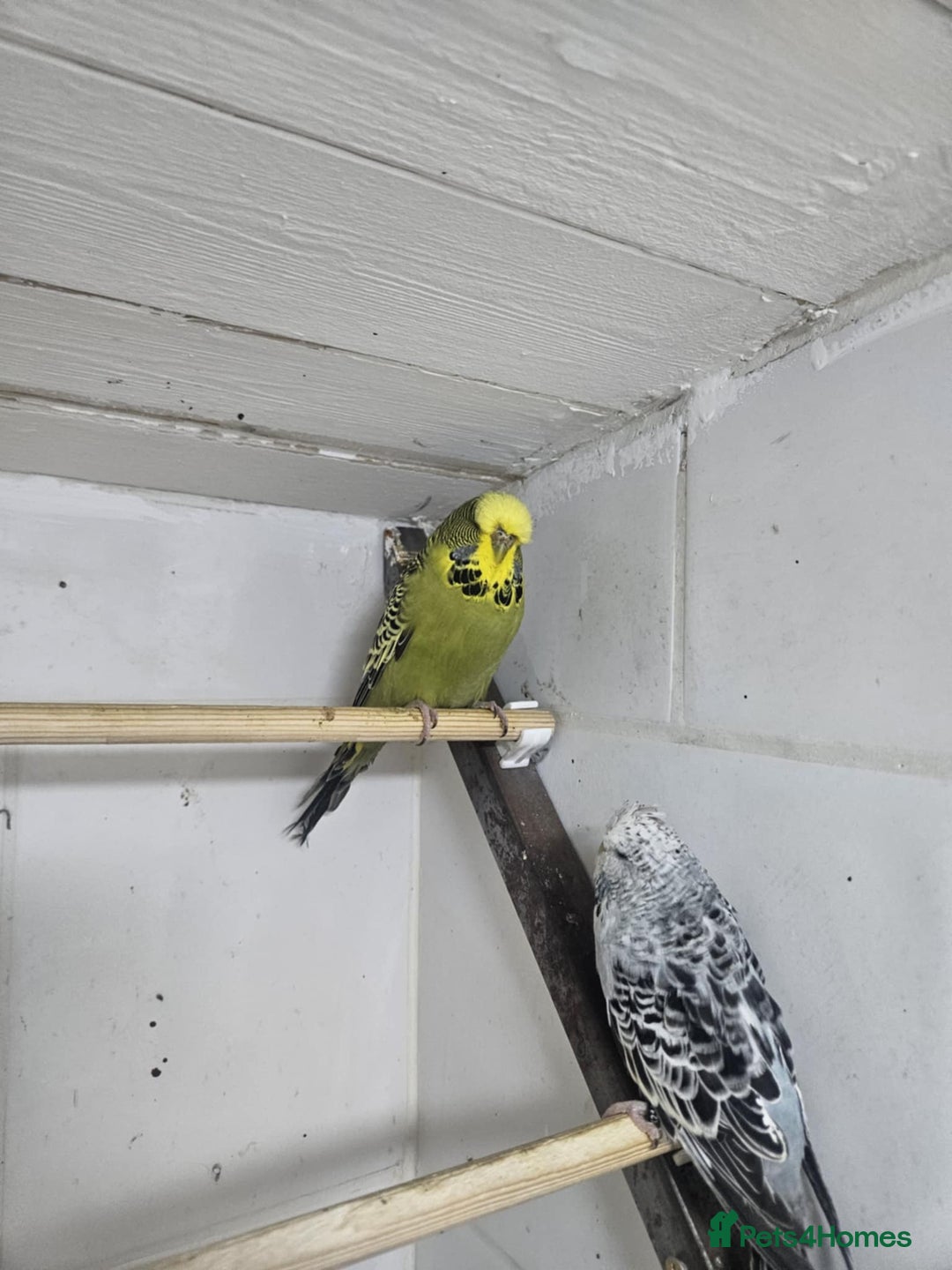 Budgerigars birds for sale: 2 exhibition budgie hens - Image 1