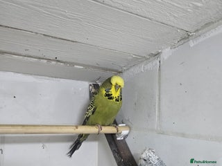 Budgerigars birds - Advert 1