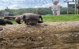 Miniature Dachshund dogs for sale: KC miniature Daschunds    - Image 5