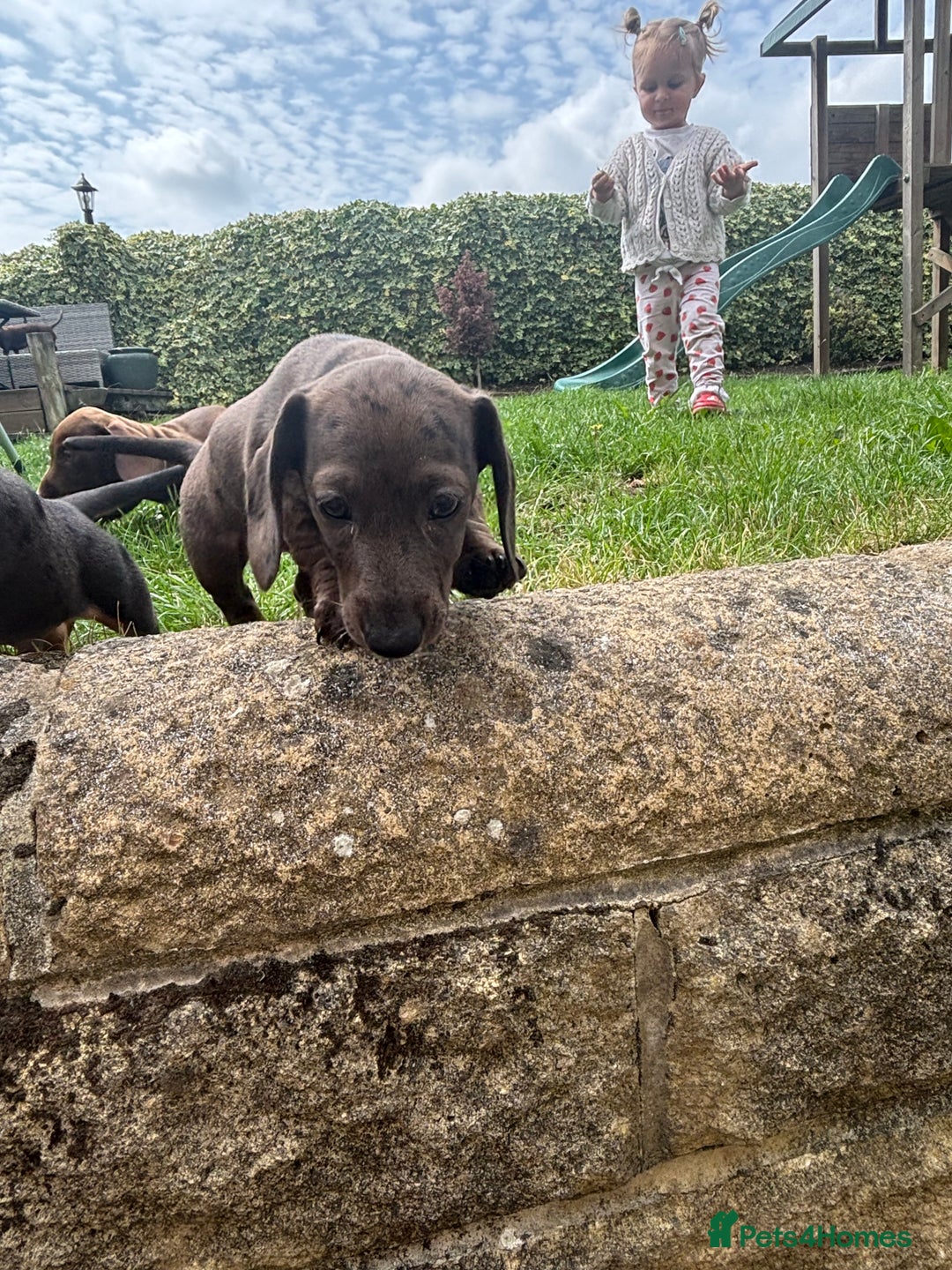 Miniature Dachshund dogs for sale: KC miniature Daschunds    - Image 5