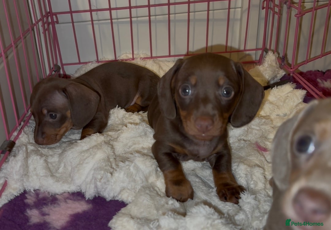Miniature Dachshund dogs for sale: 🐾🌟KC Reg Miniature Dachshund Puppies🌟🐾 - Advert 4