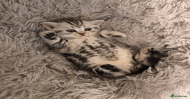Scottish Fold cats - Advert 1