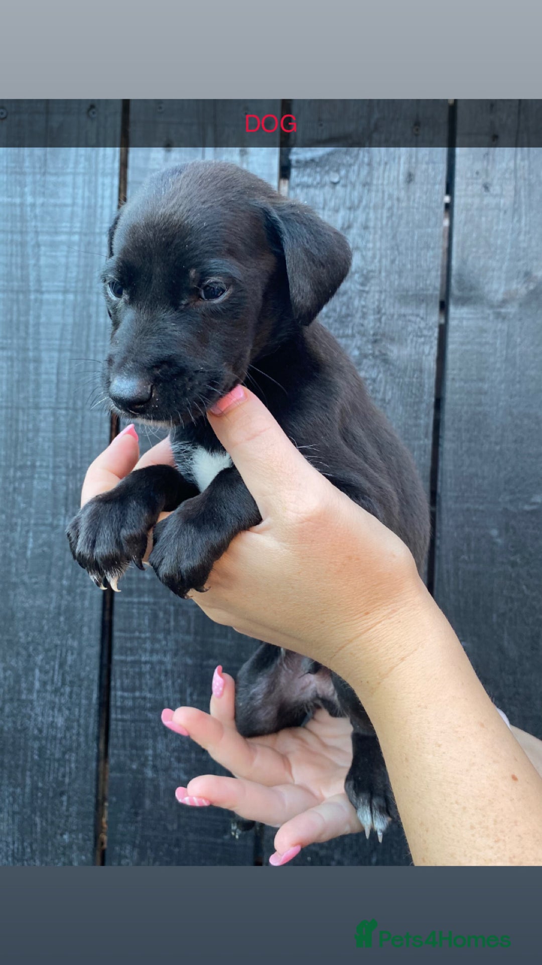 Lurcher dogs for sale: Lurcher puppies  - Image 3