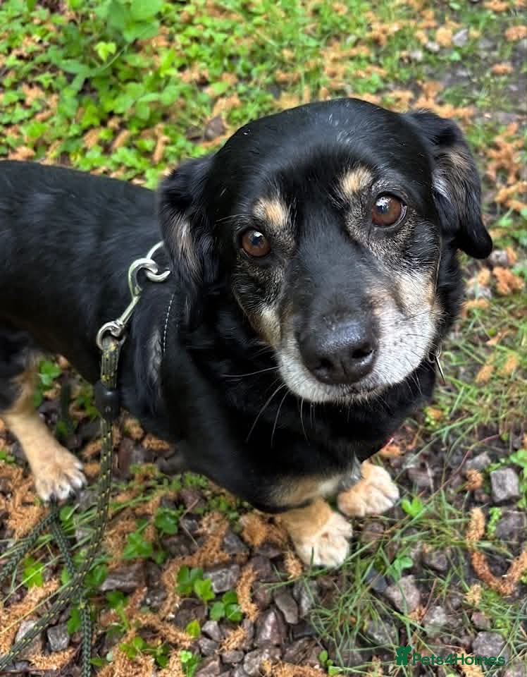 Mixed Breed dogs Walter - Advert 1