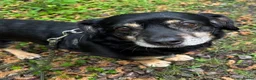 Mixed Breed dogs for adoption: Walter - Advert 1