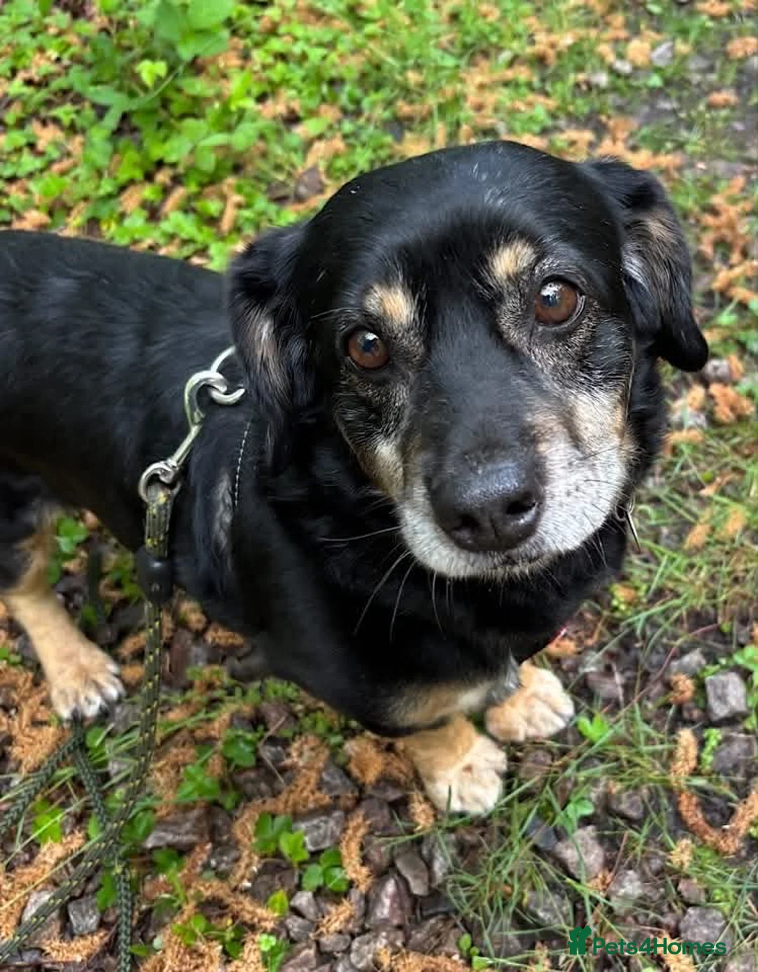 Mixed Breed dogs for adoption: Walter - Advert 1
