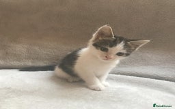 Mixed Breed cats for sale: Bring Home a Bundle of Joy Kittens Ready Oct. 2nd! - Image 16
