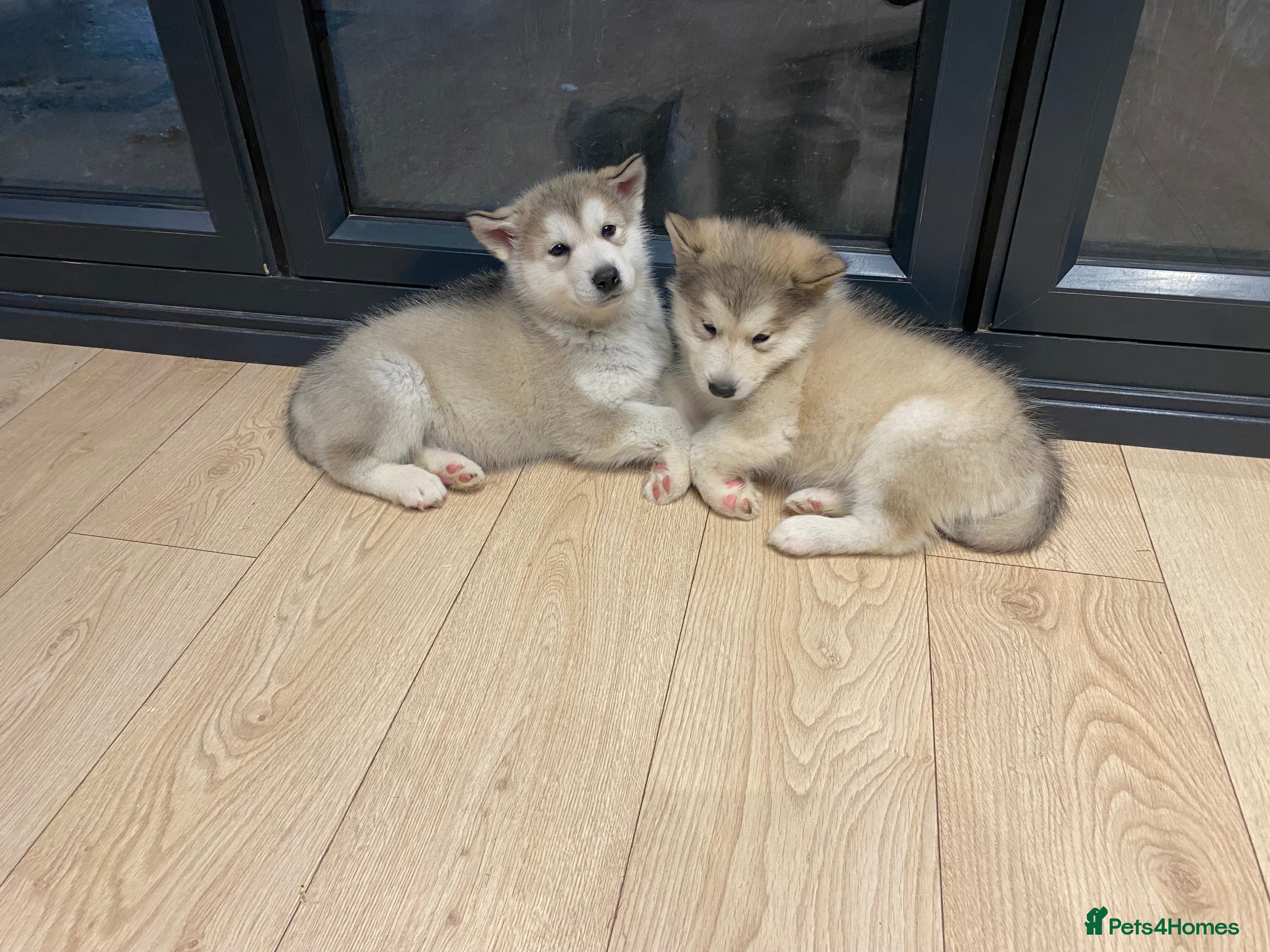 Alaskan Malamute dogs Pure breed Alaskan malamute puppies - Advert 1