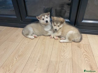 Alaskan Malamute dogs Pure breed Alaskan malamute puppies - Advert 3