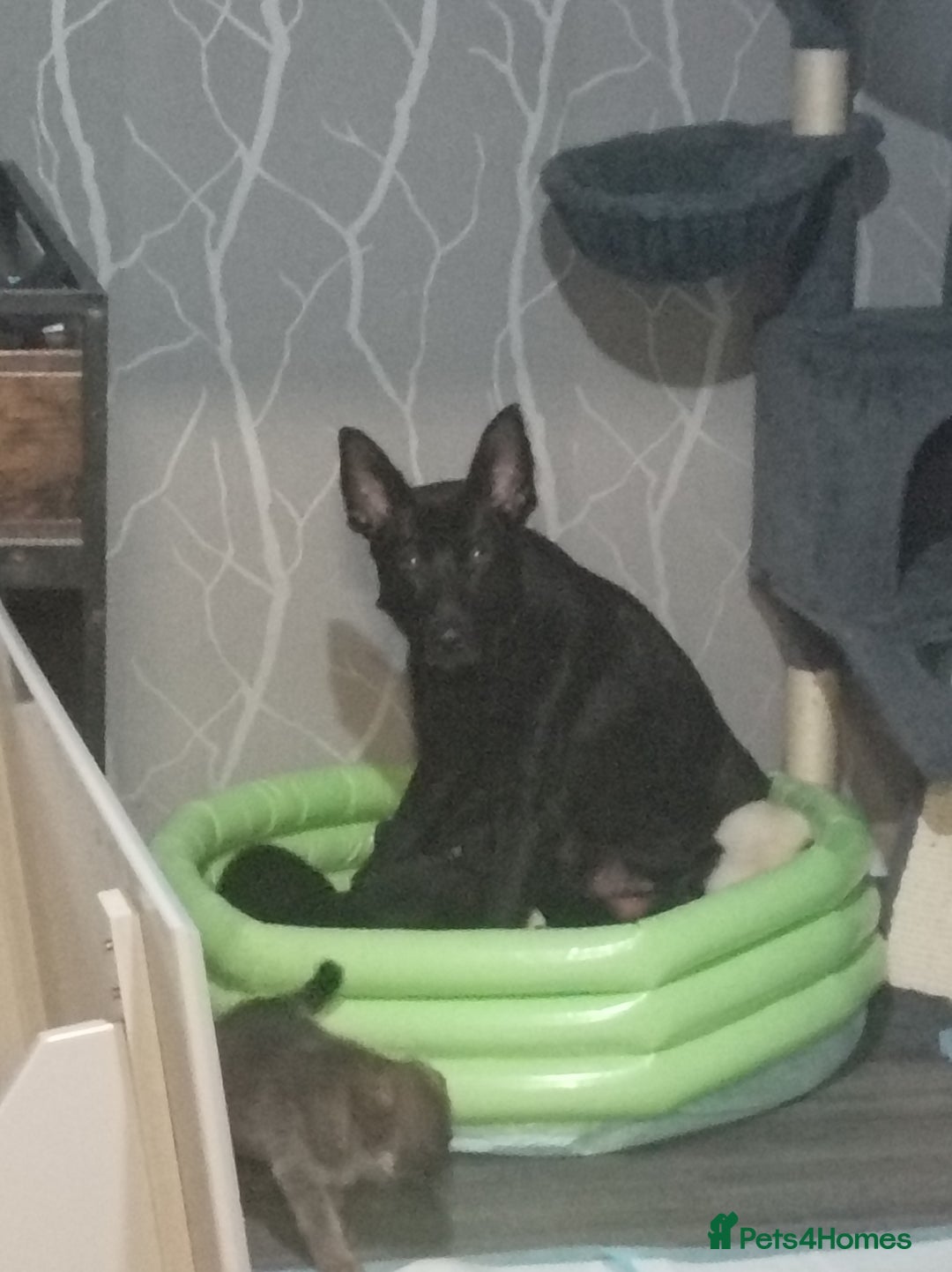 Mixed Breed dogs for sale: German Shepherd x huskita.  - Image 8
