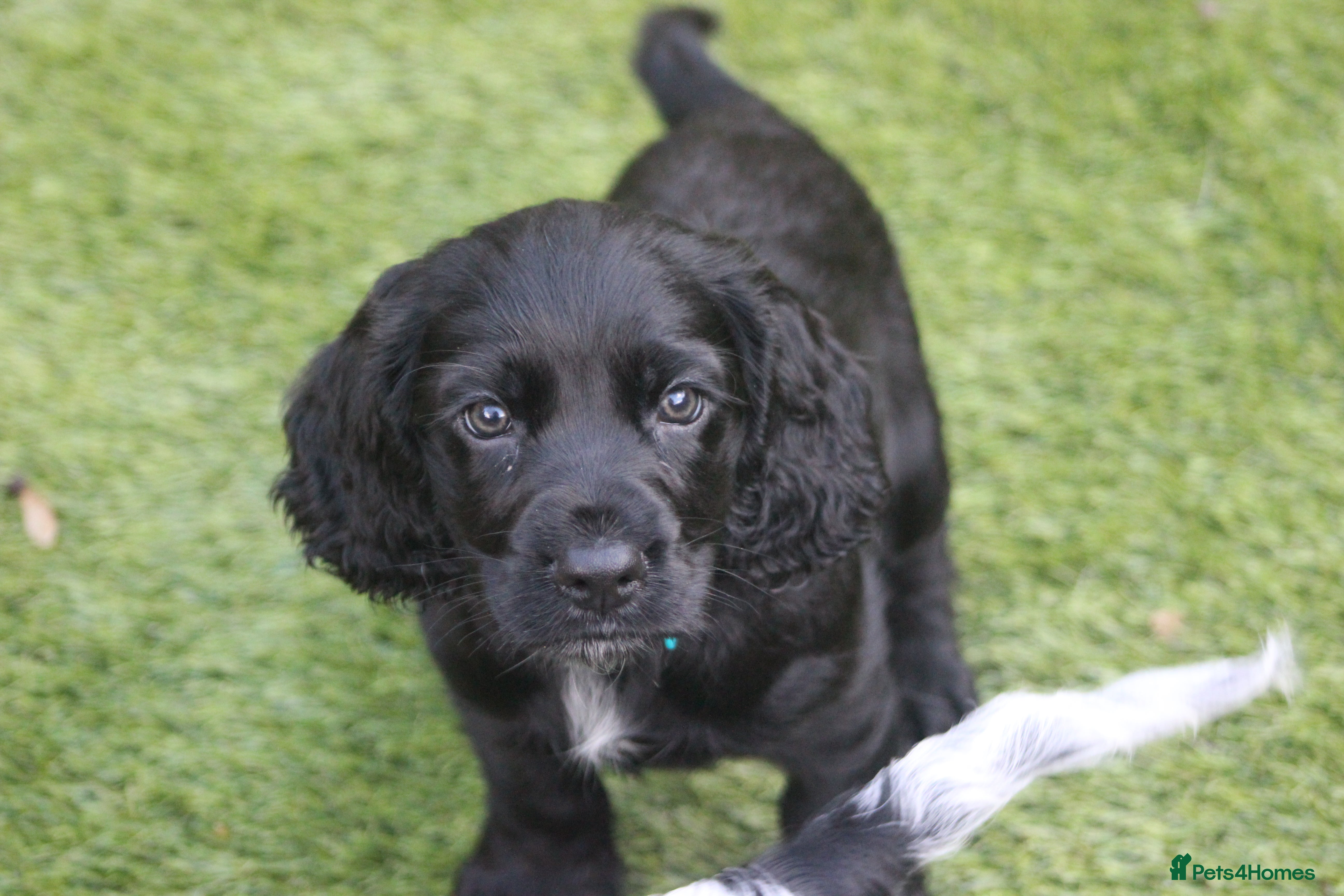 Cocker Spaniel dogs Cocker Spaniels - 2 Males Available from 18th Dec - Advert 2