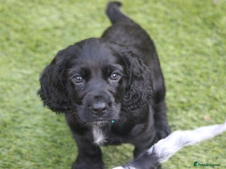 Cocker Spaniel dogs Cocker Spaniels - 2 Males Available from 18th Dec - Advert 6