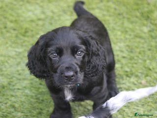 Cocker Spaniel dogs Ready Now!!! Cocker Spaniels - Advert 7