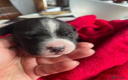 Staffordshire Bull Terrier dogs for sale: Mariusz  - Image 33