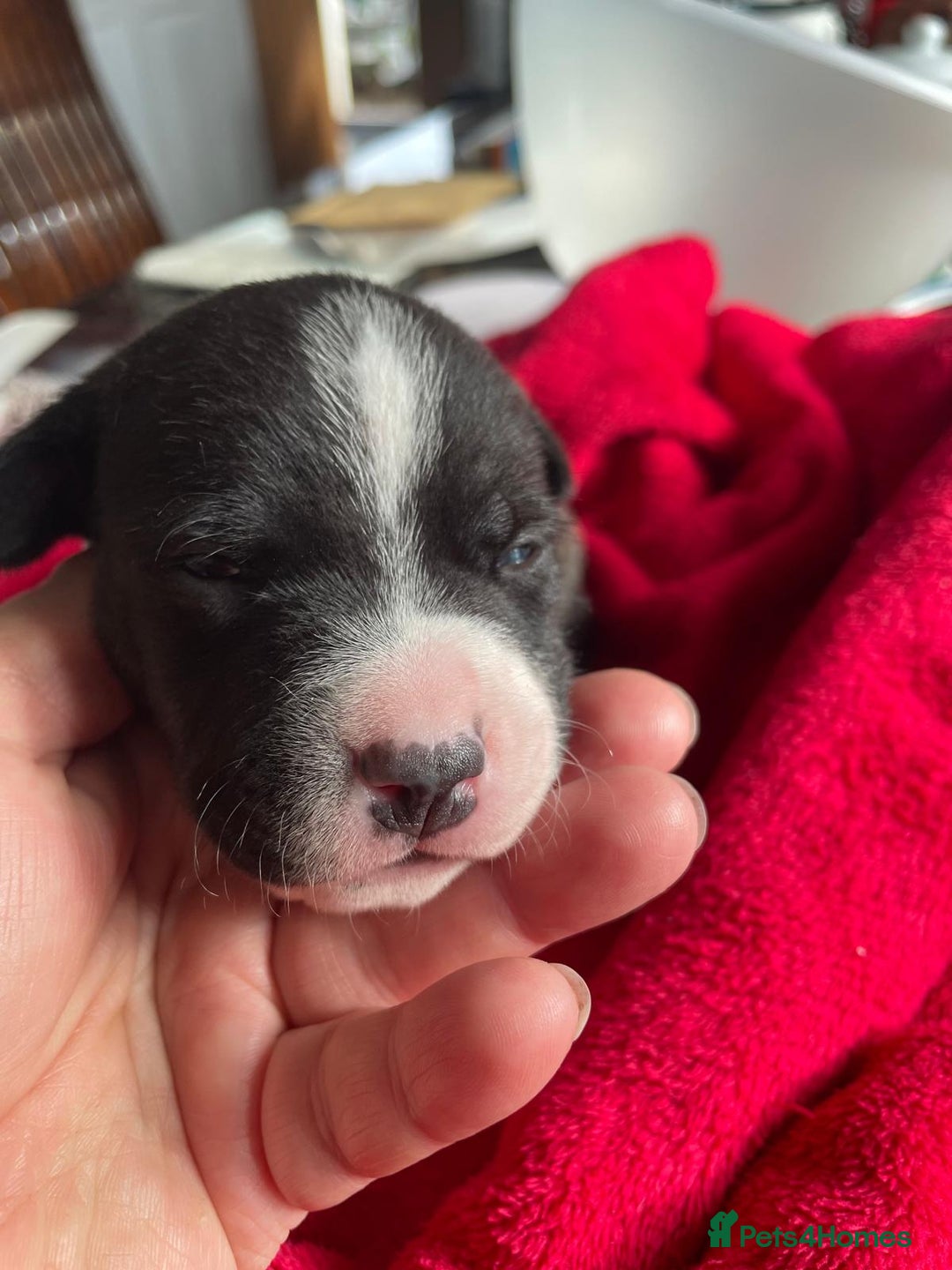 Staffordshire Bull Terrier dogs for sale: Mariusz  - Image 33