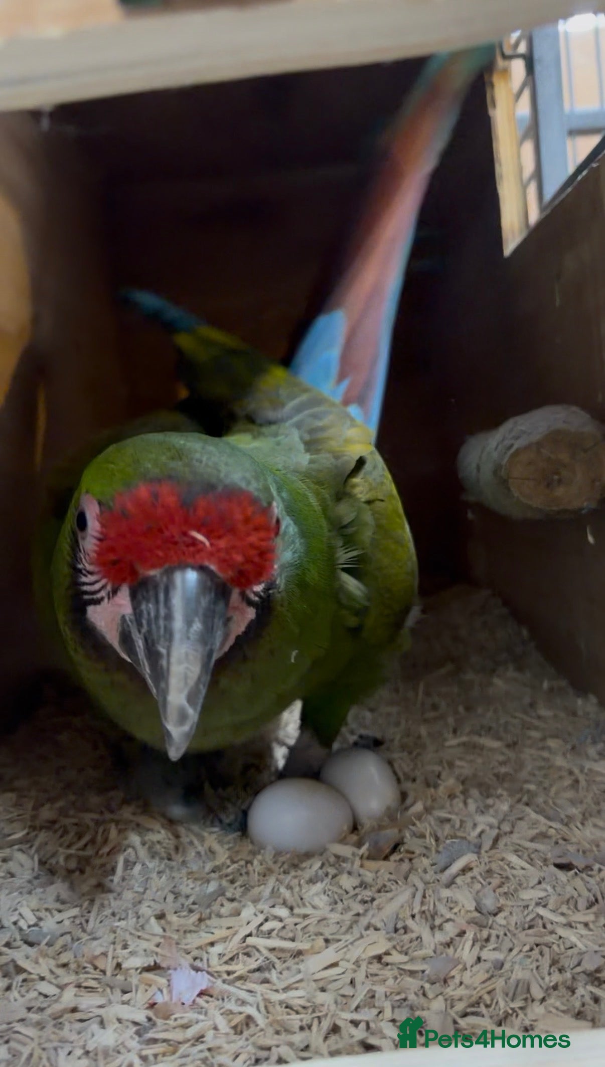 Macaws birds Bonded Breeding Pair Military, Blue & Gold Macaw - Advert 3