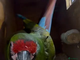 Macaws birds Bonded Breeding Pair Military, Blue & Gold Macaw - Advert 5