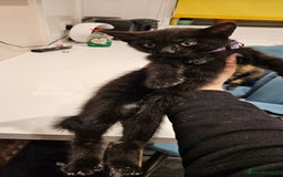 Domestic Shorthair cats for sale: Beautiful Tabby kittens - Advert 4