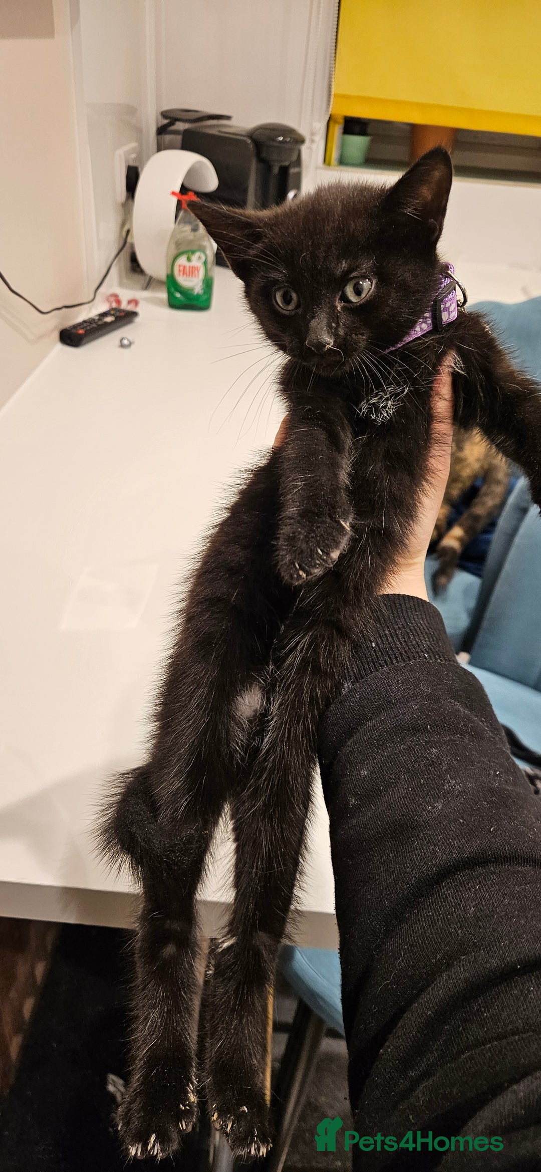 Domestic Shorthair cats for sale: Beautiful Tabby kittens - Advert 4