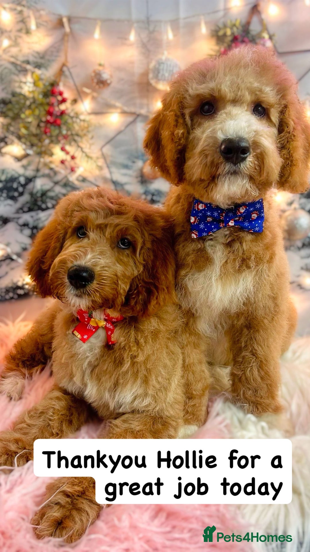 Australian Labradoodle dogs for sale: Australian Labradoodle Puppies  - Advert 3