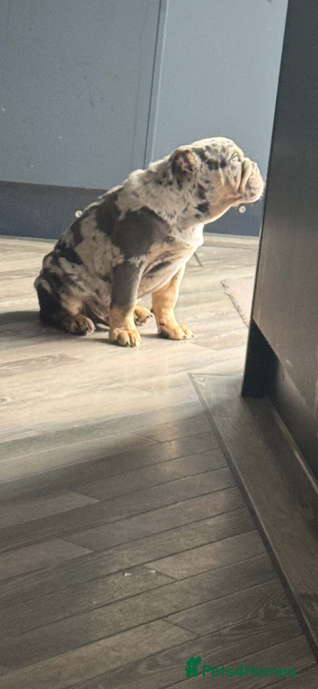 English Bulldog dogs for sale: Grey Merle male english bulldog puppy - Image 20