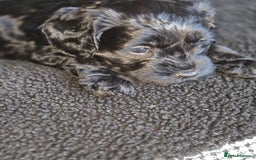 Sproodle dogs for sale: Beautiful litter of F2 Sproodles  - Image 25