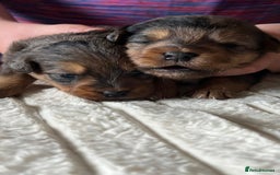 Jackapoo dogs for sale: 🐶🐾 F1 Minature Jackapoos 🐶🐾 - Image 11