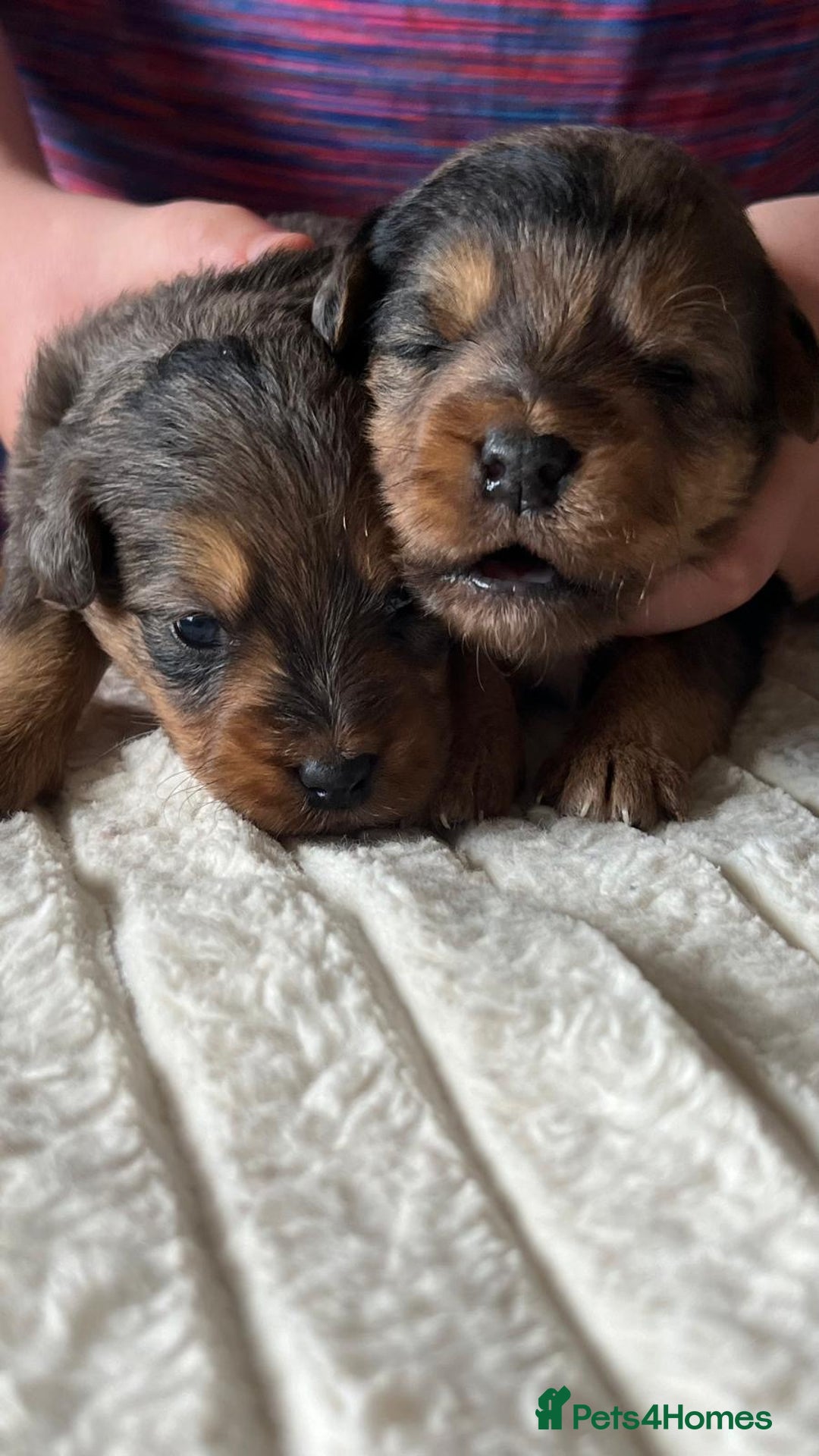 Jackapoo dogs for sale: 🐶🐾 F1 Minature Jackapoos 🐶🐾 - Image 11