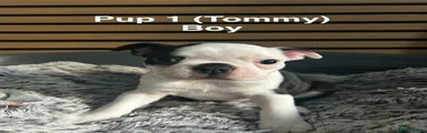 Boston Terrier 1