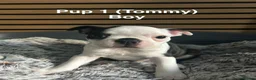 Boston Terrier dogs for sale: Beautiful Boston Terriers  in Camborne - Advert 4