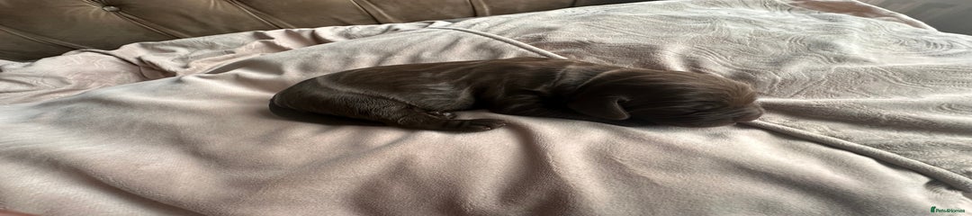 Cockapoo Puppy 2