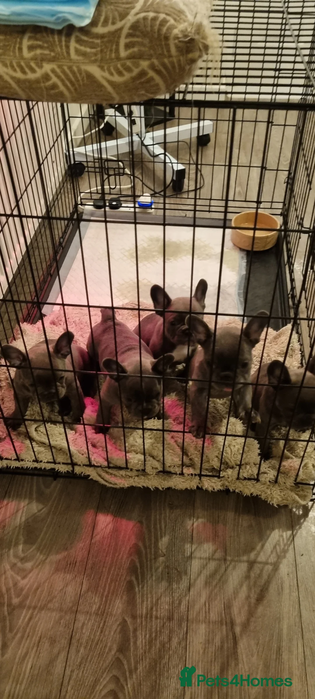 French Bulldog dogs for sale: Adorable  - Advert 3