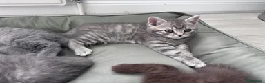 Scottish Fold 1