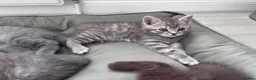 Scottish Fold cats for sale: British shorthair and Scottish straight mix  - Advert 20