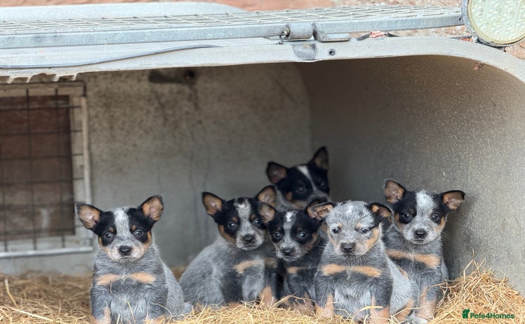 Australian Cattle Dog dogs - Advert 1