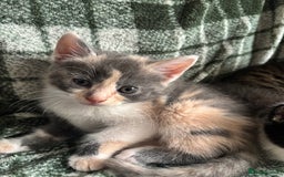 Domestic Shorthair cats for sale: Beautiful shorthair mixed colour kittens  - Image 8