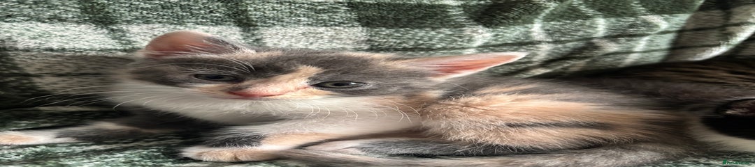 Domestic Shorthair Kitten 5