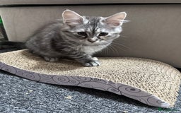 Maine Coon cats for sale: 3/4 Maine Coon Girl - Image 2