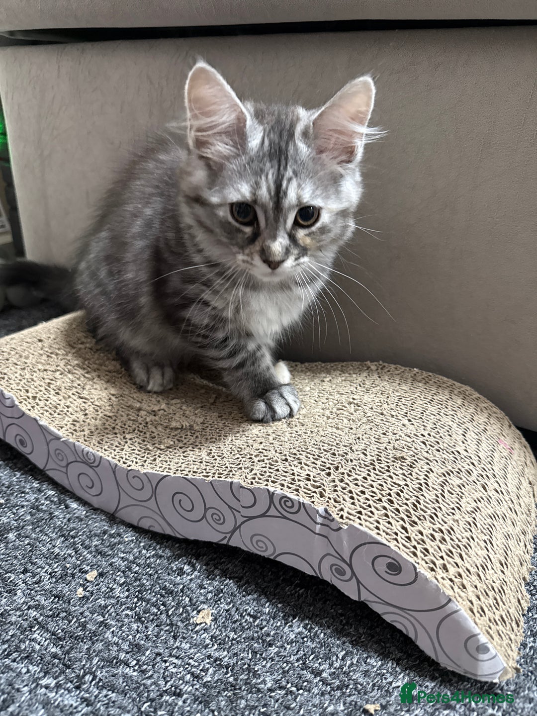 Maine Coon cats for sale: 3/4 Maine Coon Girl - Image 2