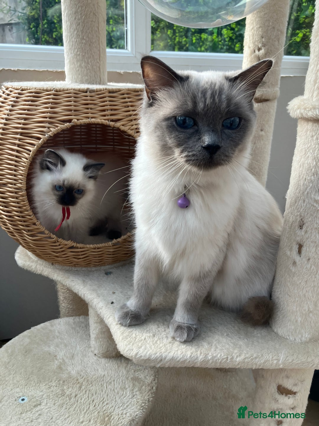Ragdoll cats for sale: Pure breed ragdolls - Image 13
