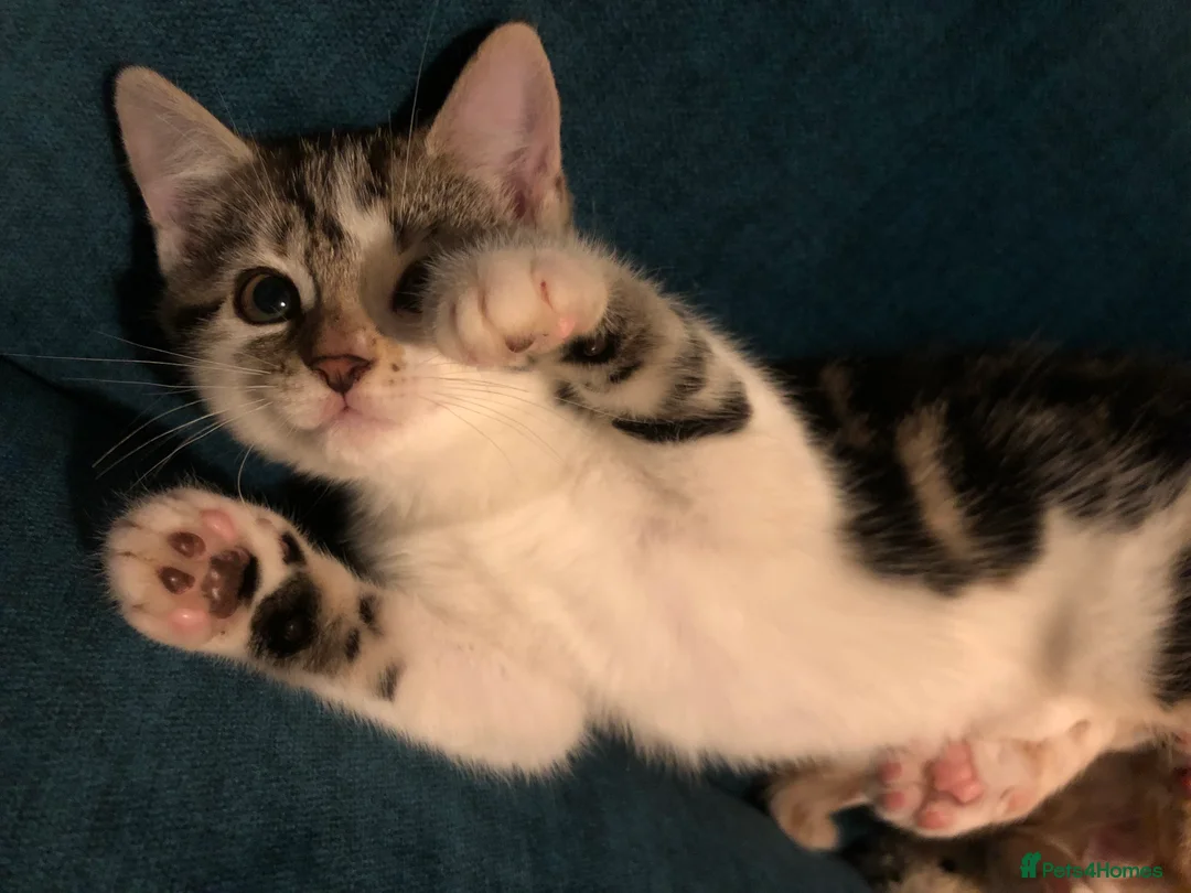 Mixed Breed cats for sale: 3 darling kittens looking for new homes - Advert 9