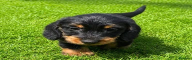 Dachshund Puppy 2