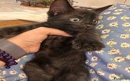 Bengal cats for sale: Mixed Breed Kittens  - Image 16